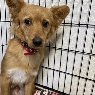 チョコ♡ビビりな優しい雑種犬！