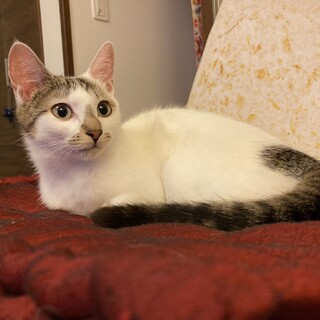 きょうこさん♡白キジ♡ハートおしり♡おしゃれ前髪