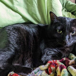 7歳の黒猫とっても甘えん坊のランちゃん