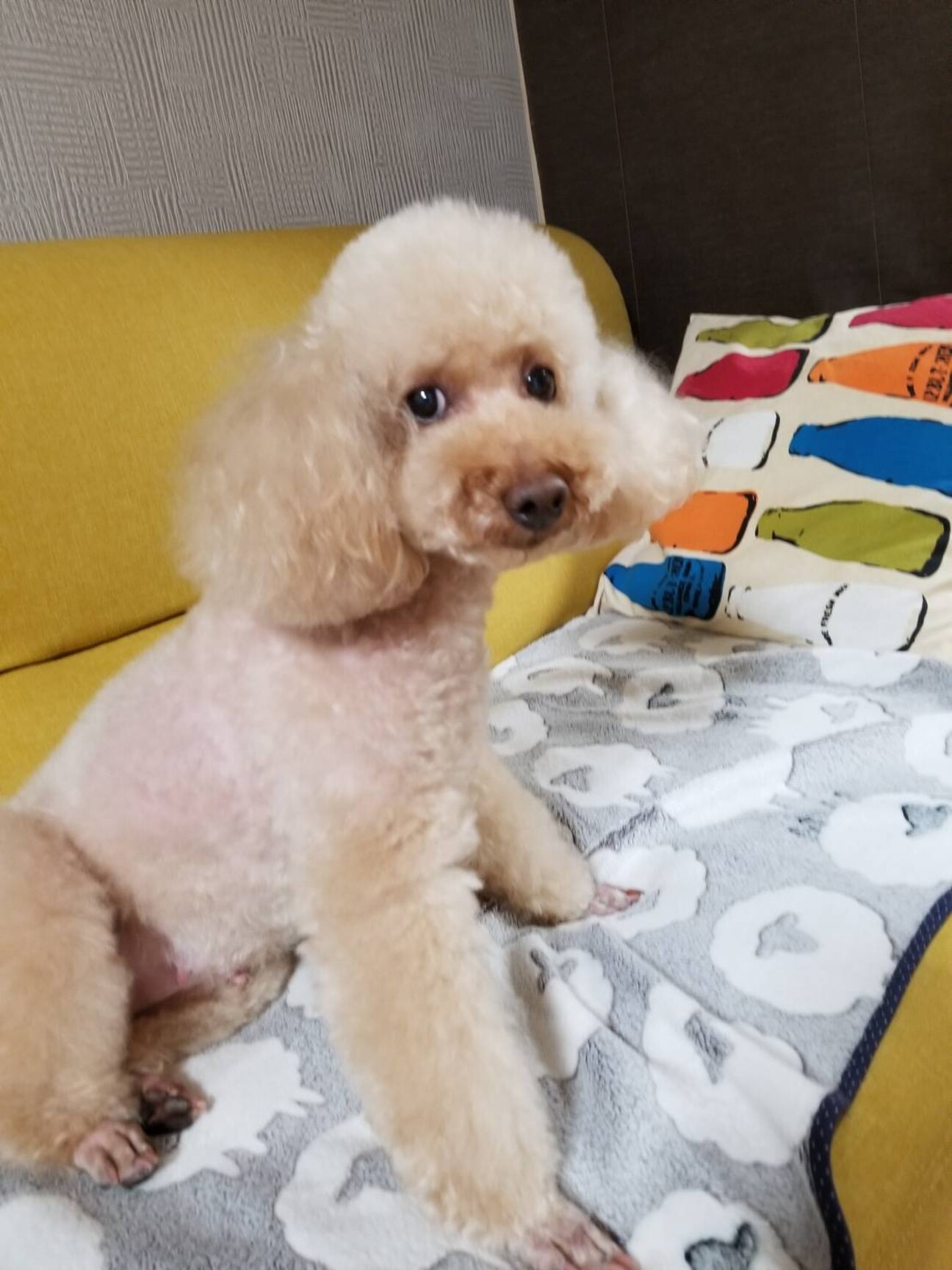 6歳の少し大きめ 体重5 大阪府 犬の里親募集 ペットのおうち 月間利用者150万人 6歳の少し大きめ 体重5 大阪府 犬の里親募集 ペットのおうち 月間利用者150万人