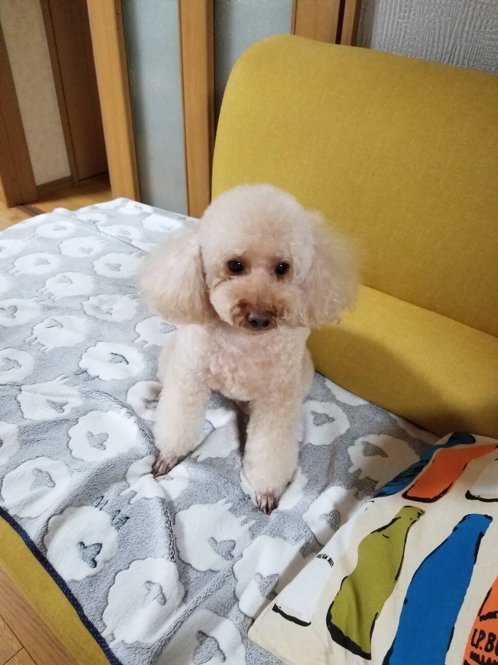 6歳の少し大きめ 体重5 大阪府 犬の里親募集 ペットのおうち 月間利用者150万人 6歳の少し大きめ 体重5 大阪府 犬の里親募集 ペットのおうち 月間利用者150万人