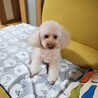 ６歳の少し大きめ（体重5.5kg）♀のトイプードル サムネイル2