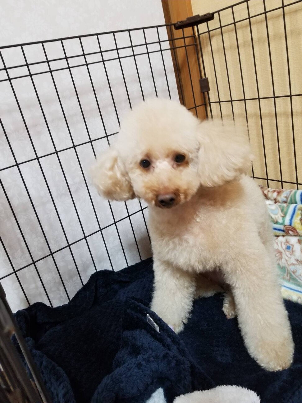 6歳の少し大きめ 体重5 大阪府 犬の里親募集 ペットのおうち 月間利用者150万人 6歳の少し大きめ 体重5 大阪府 犬の里親募集 ペットのおうち 月間利用者150万人