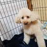 ６歳の少し大きめ（体重5.5kg）♀のトイプードル サムネイル3