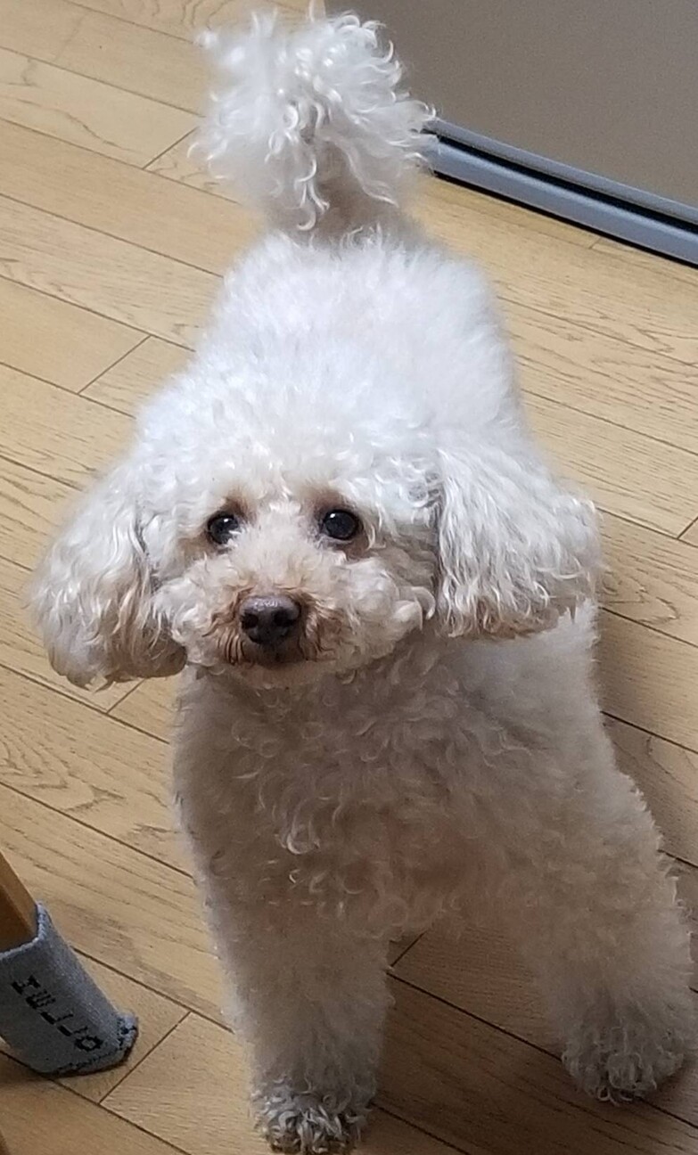 6歳の少し大きめ 体重5 大阪府 犬の里親募集 ペットのおうち 月間利用者150万人 6歳の少し大きめ 体重5 大阪府 犬の里親募集 ペットのおうち 月間利用者150万人