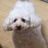 ６歳の少し大きめ（体重5.5kg）♀のトイプードル サムネイル5