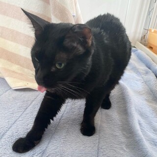 エイズ陽性・小柄な男のコ「ジロ」くん♡