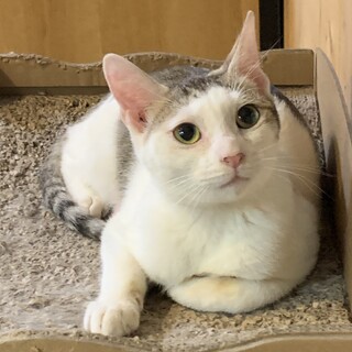 人慣れ抜群のゴロゴロちゃん