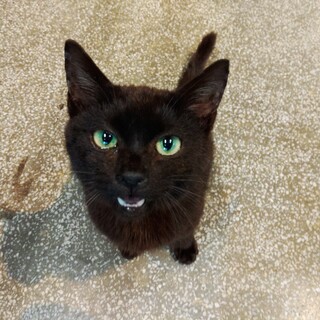 ♥甘々甘えん坊♥黒猫ちゃん