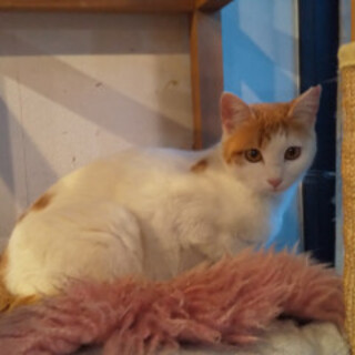 甘えん坊の女の子