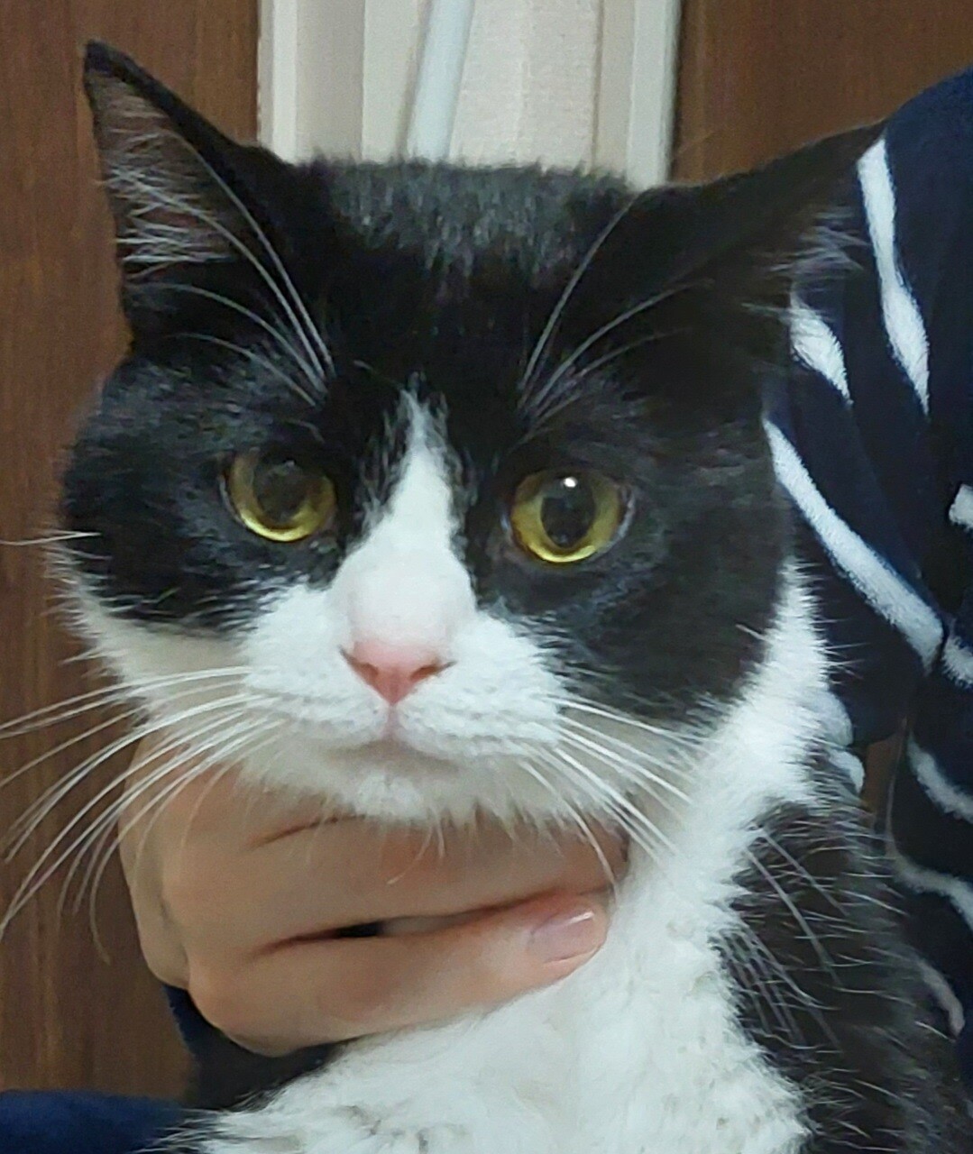 イケメン白黒ハチワレ猫 青森県 猫の里親募集 ペットのおうち 月間利用者150万人
