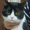 イケメン白黒ハチワレ猫✨ サムネイル6