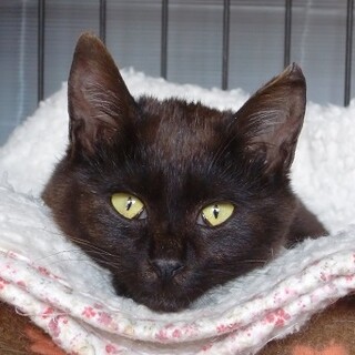 ちびっこチョコちゃん