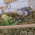 インコの幼鳥２羽　ケージなどセット