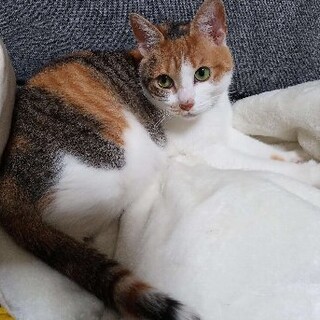 ストーカー三毛ちゃん