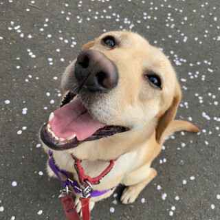 なゆた（ラブラドール）