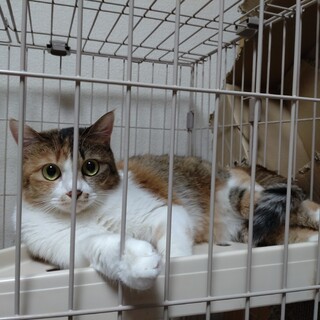 モデル級美猫★りんりん★ストリート出身三毛ガール