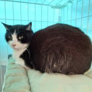 処分対象です　収容期限5/6朝迄　動画見て下さい