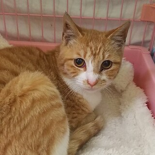 やっとスリ寄ってくれた猫さん