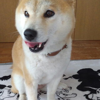 不妊手術済み人に寄り添う小ぶり柴