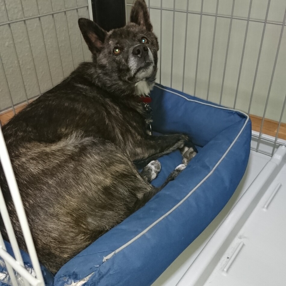 cacaoのカバー写真