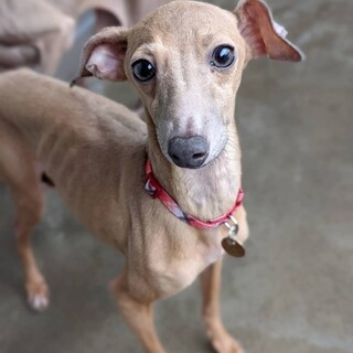 天真爛漫な女の子♀ピアジェ