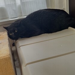 【保護15日目】今度は腸を悪くした保護主