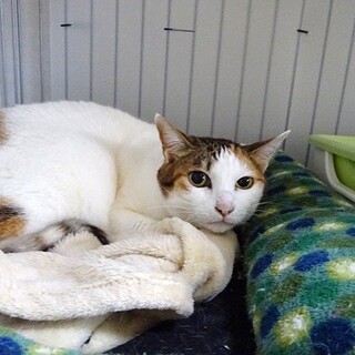 保護猫仲間に虐められても頑張ってる子です