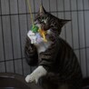 多頭飼育崩壊からのレスキュー♡ミルクちゃん サムネイル4