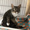 多頭飼育崩壊からのレスキュー♡ミルクちゃん サムネイル5