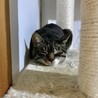 多頭飼育崩壊からのレスキュー♡ミルクちゃん サムネイル6