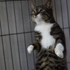 多頭飼育崩壊からのレスキュー♡ミルクちゃん サムネイル7
