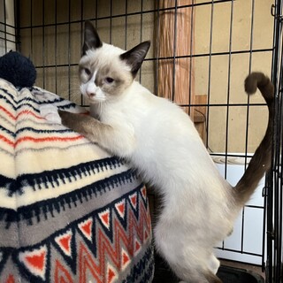 甘えん坊のシャムMIX 小麦くん