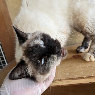 ありがとうございました★★お話し大好きチューリップ