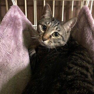 しっぽの短いキジトラアイスちゃん