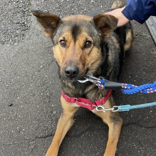 モアイトライアルが決まりました！