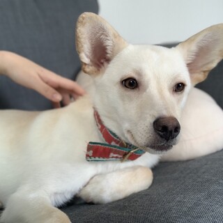 まんまるお目々＊お耳の大きな女の子