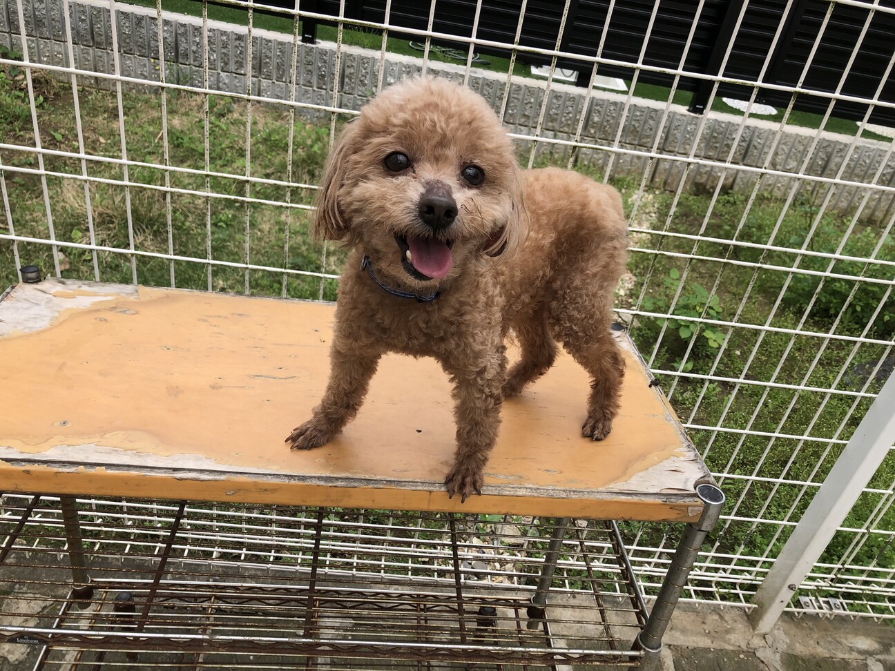 7歳の小さな（体重2.6」愛知県 - 犬の里親募集(409855) :: ペットの