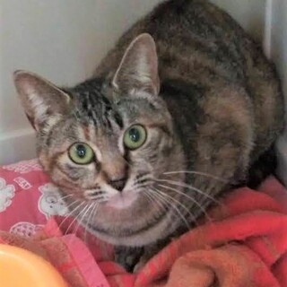 里親決定。シェルちゃん10ヶ月避妊検査済