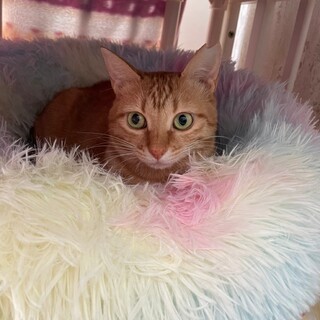 人慣れレッスンから人慣れバッチリへ　シーナちゃん