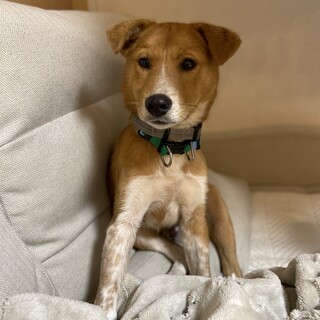 「ポン太」男の子