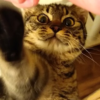 産毛がふわふわのキュートな子猫男子！