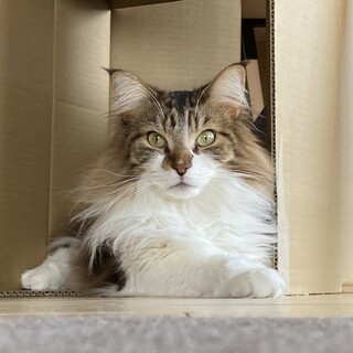 メインクーン男の子