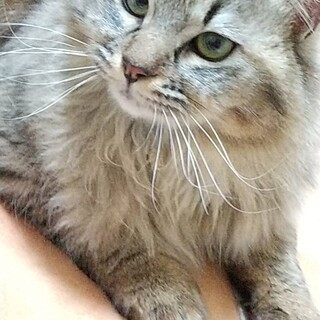 フワモコゴージャスな男の子