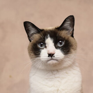 シャムのアナベルちゃん！