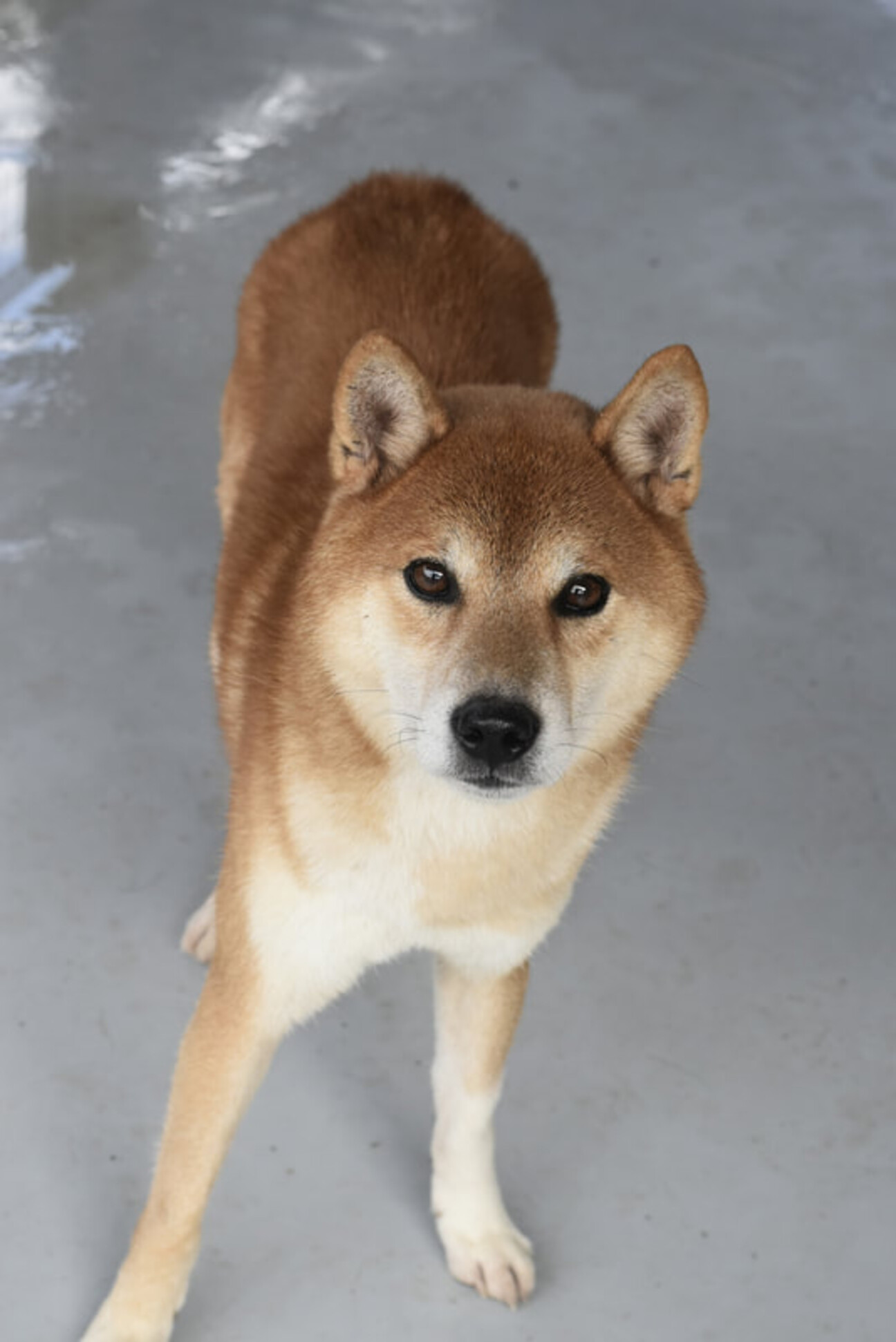 柴犬のキバ 徳島県 犬の里親募集 ペットのおうち 月間利用者150万人