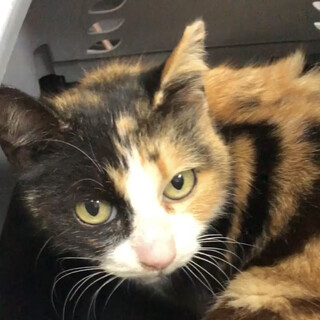 奄美大島からやってき来た甘えん坊で穏やかなお嬢さん