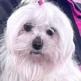 22-W222 小さな小さなマルチーズ姫♪