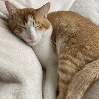 人懐っこいオス猫です！