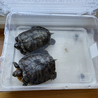 ミドリガメ　２匹